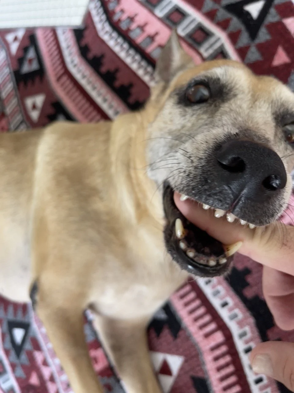 Octubre, 2022 (Santa Tecla, El Salvador)