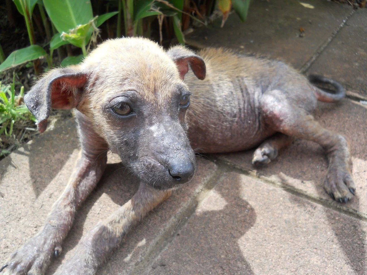 Agosto, 2011
(San José Villanueva, El Salvador)