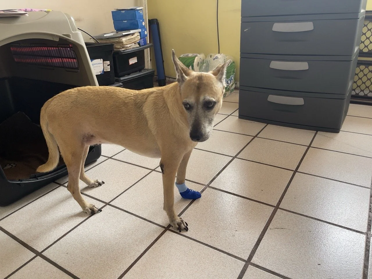 Junio, 2022 (Santa Tecla, El Salvador)