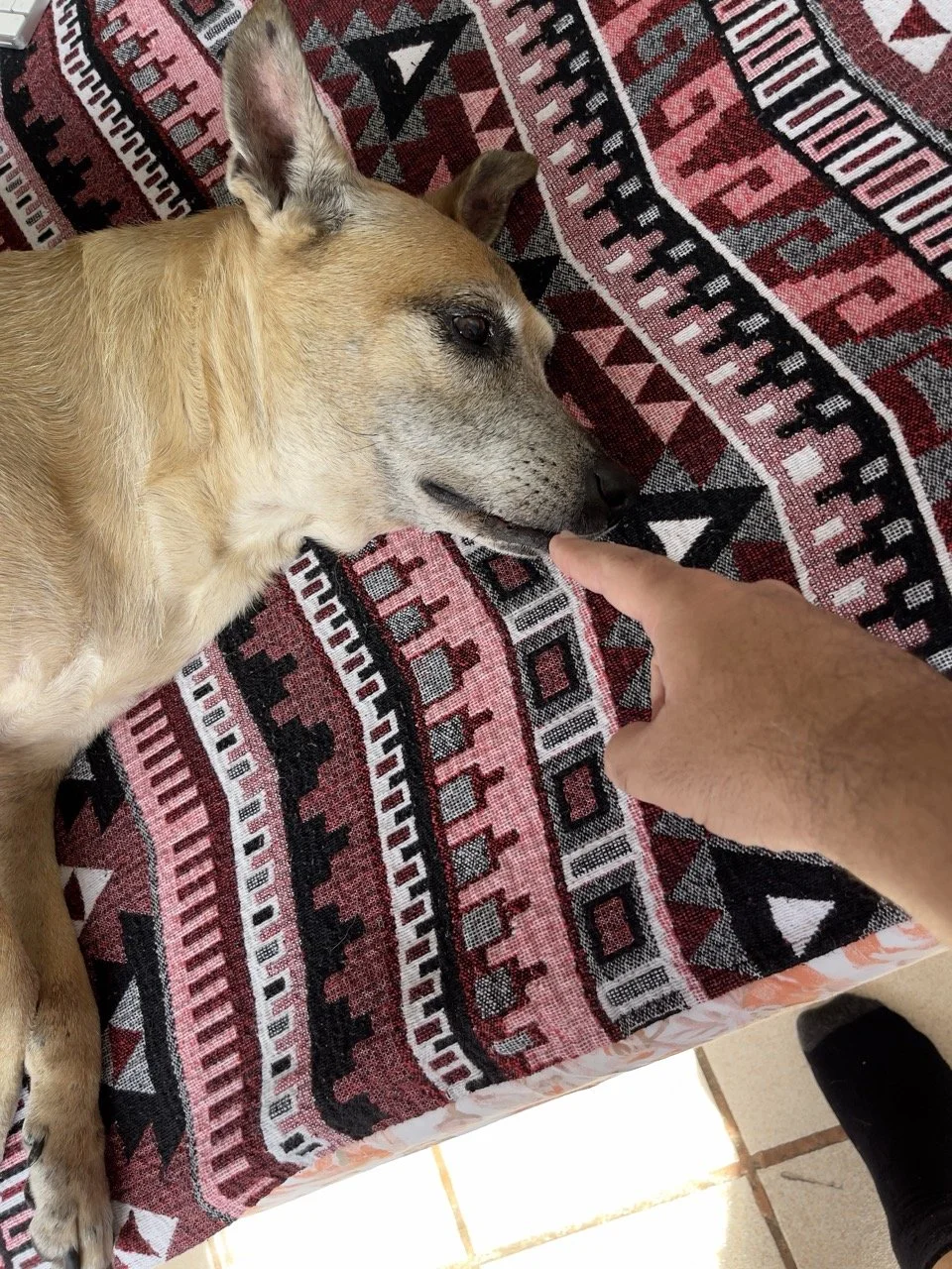 Octubre, 2022 (Santa Tecla, El Salvador) One month away from her trip to Mexico City, Karma was in good cheer and playful as ever.