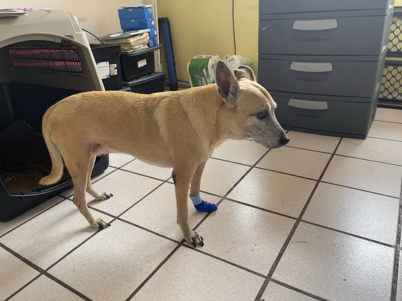 Junio, 2022 (Santa Tecla, El Salvador)