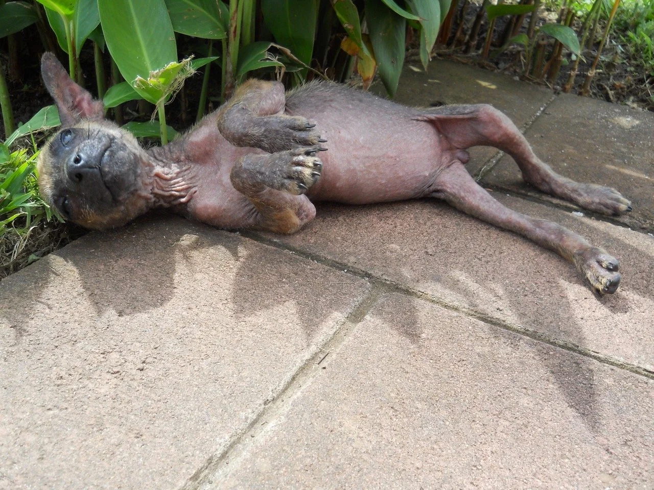 Agosto, 2011
(San José Villanueva, El Salvador)