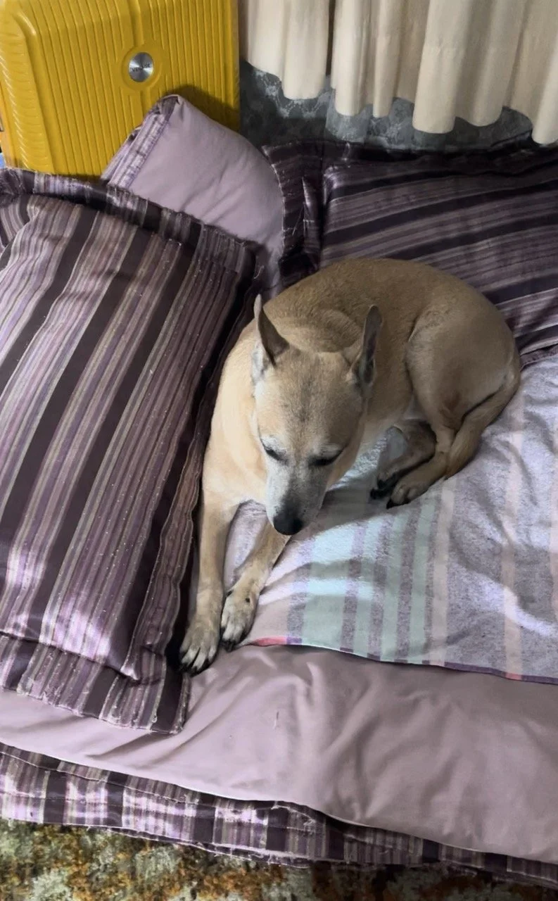 December, 2022 (Mexico City) We made it to our destination, and we quickly fixed a warm and comfy place for Karma right next to our bed. She was fed, she was warm, and she was, once again, with us. All was well, and her adventure had only just began.