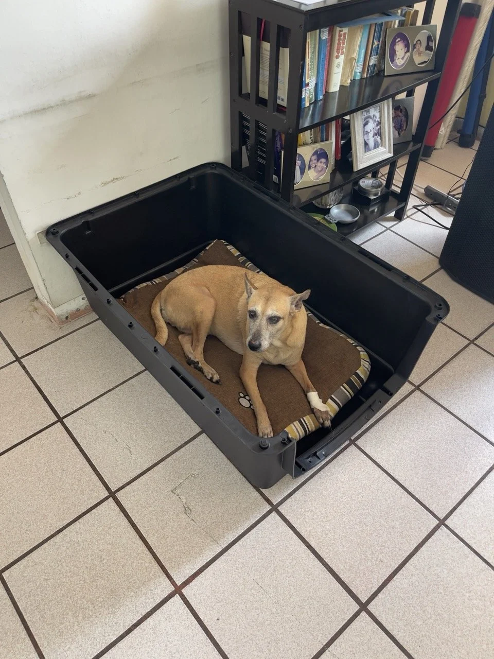 Abril, 2022 (Santa Tecla, El Salvador)
Helping Karma overcome her fear of the cage, well ahead of her trip to Mexico and the UK.