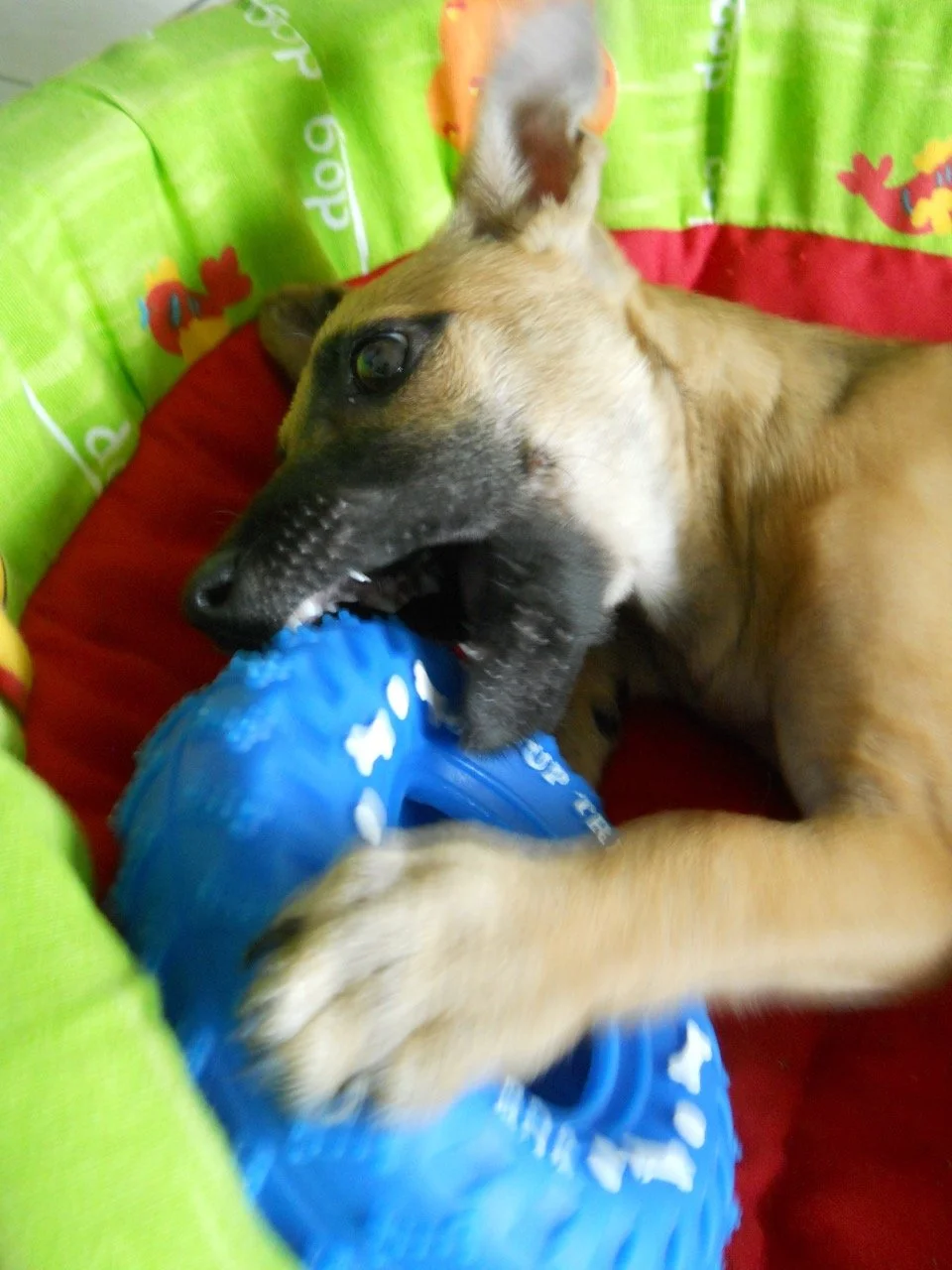 Noviembre, 2011
(San José Villanueva, El Salvador)