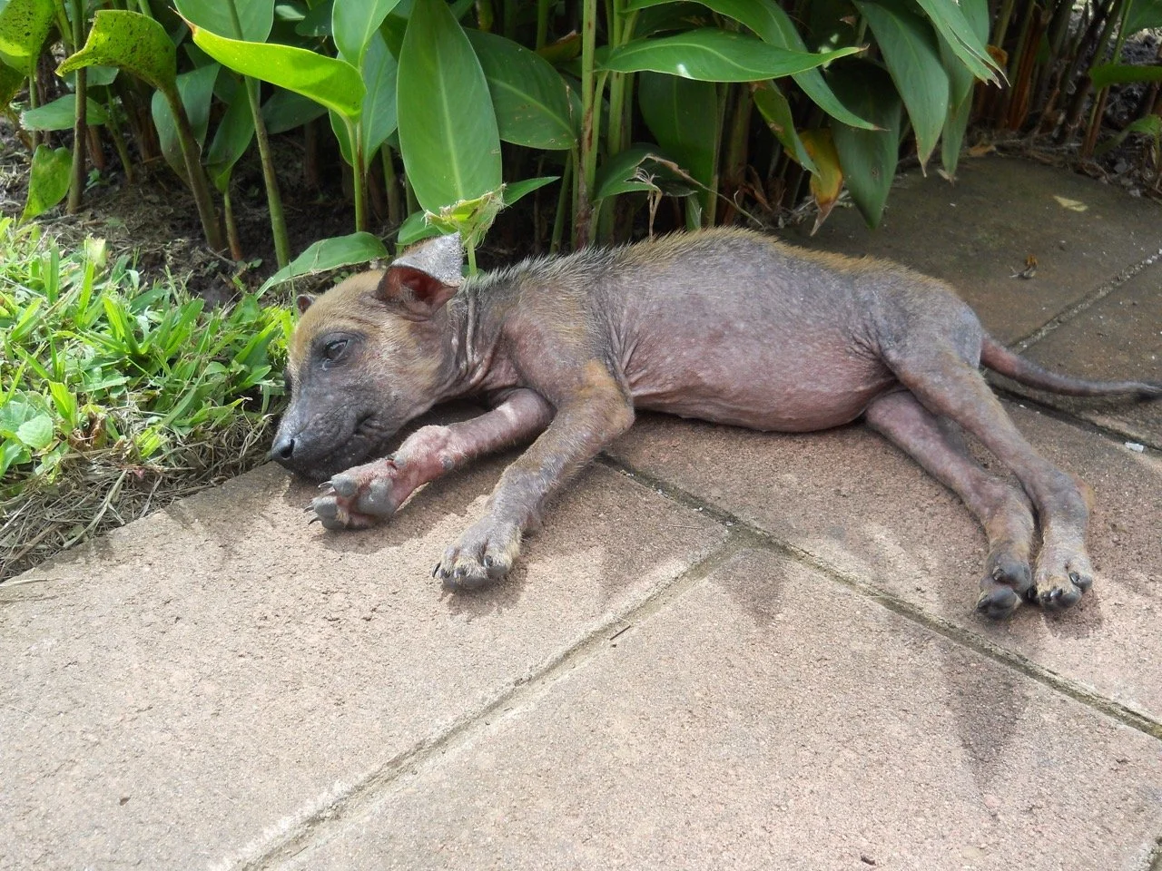 Marzo, 2021 (San José Villanueva, El Salvador)