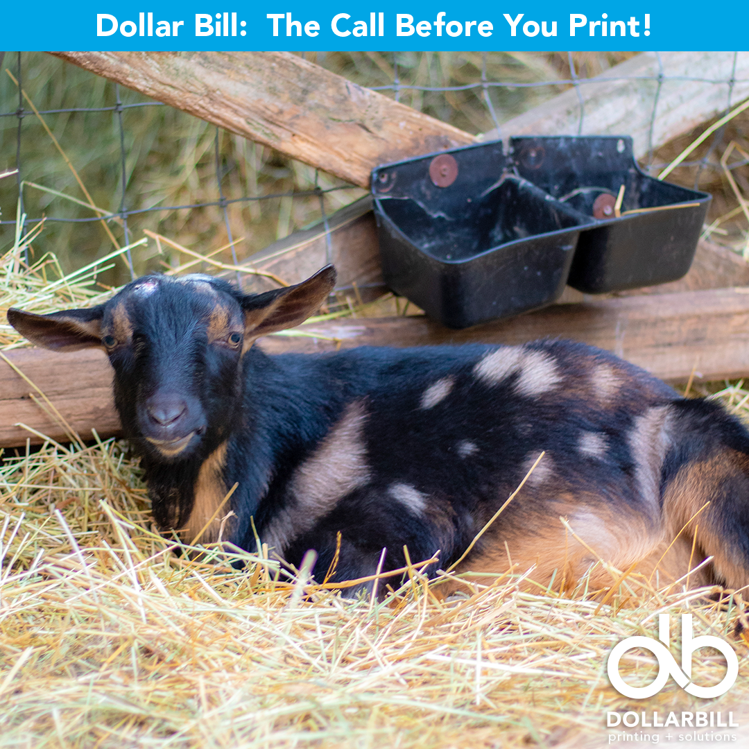 DB.2026.07.The GOAT of Printing.Intro.03.png