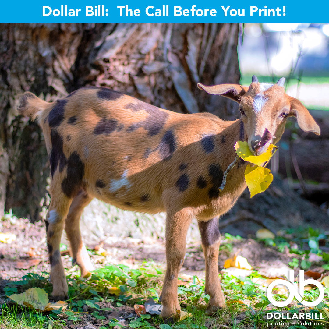 DB.2026.07.The GOAT of Printing.Intro.01.png