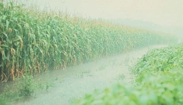 farm field_rain.jpg
