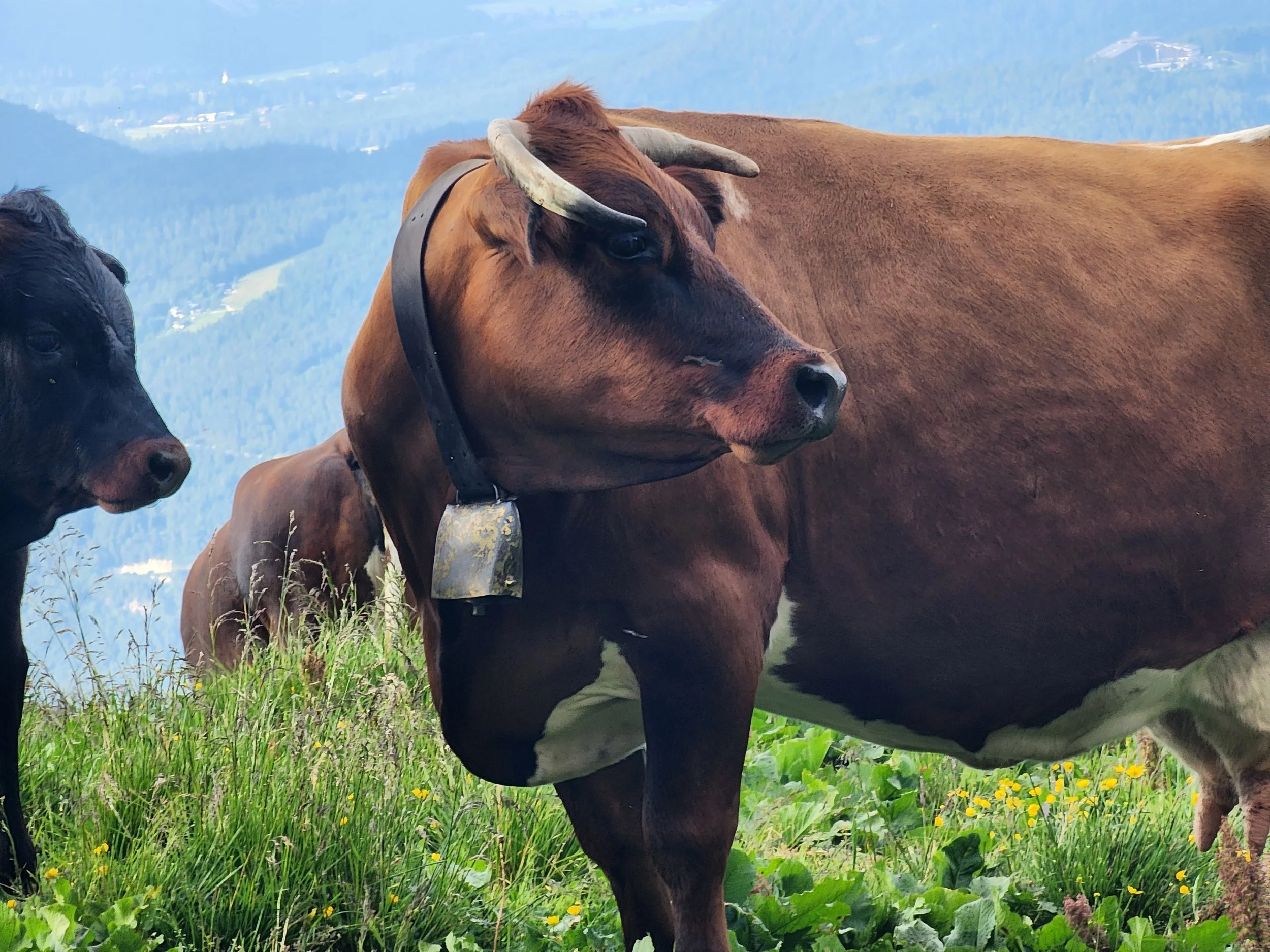 Brown cow with a black collar and a bell, standing on grass with yellow flowers, overlooking a hilly landscape with mountains and trees in the background.