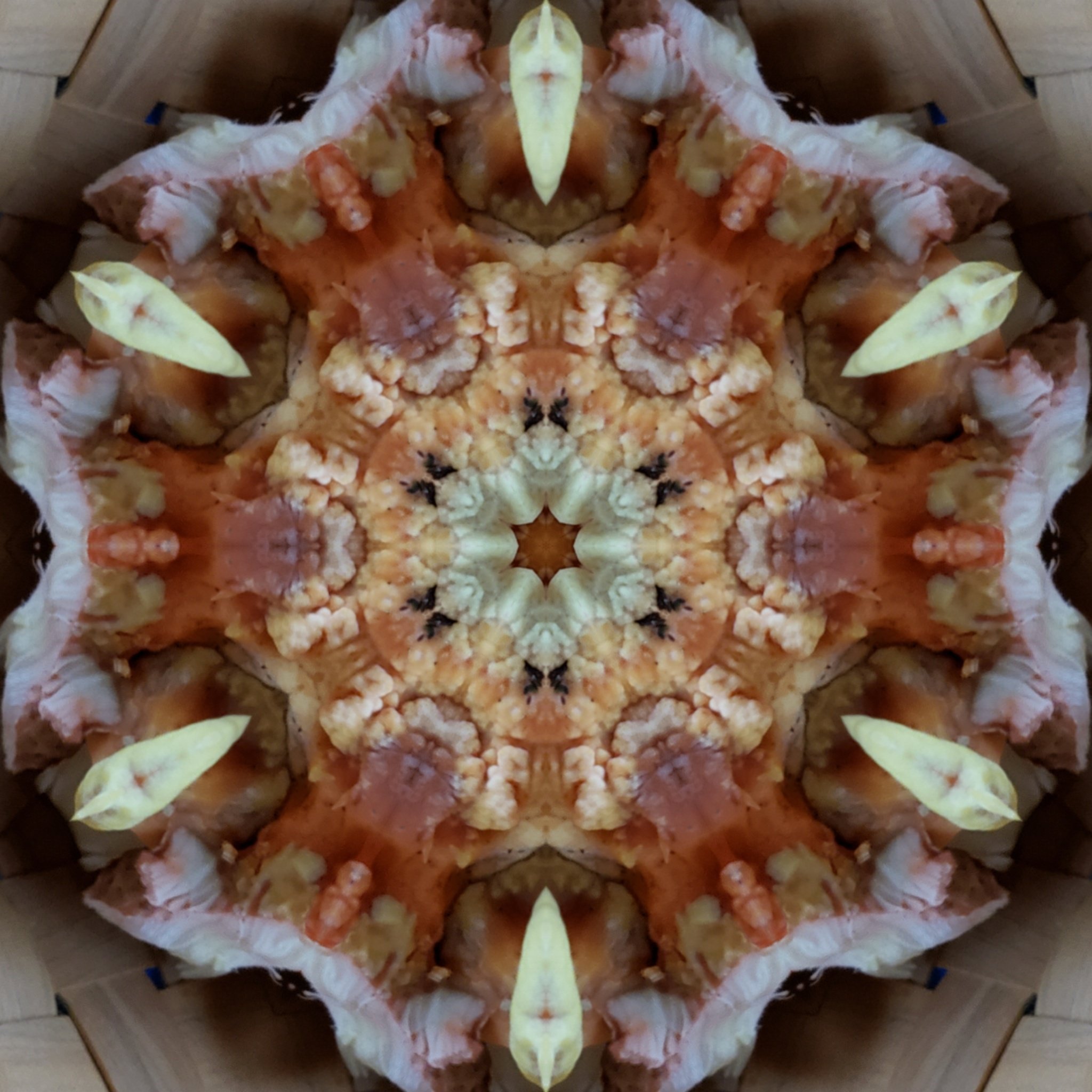 image3A12780_mirror.jpg