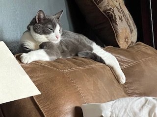 Our therapy cat, Giget, finds immense joy in lounging on the couch, nestled comfortably. Her beautiful companionship radiates warmth and tranquility, embodying a serene, fantastic harmony that transcends the ordinary, gracing our lives with profound