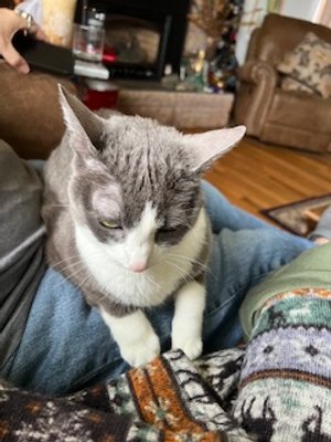 Giget, a fantastic and beautiful therapy animal, possesses an extraordinary intuition, sensing when someone needs love or companionship. Her presence transforms any space into a sanctuary of comfort and warmth, embodying a profound and powerful conne