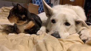 Amber and Bell, nestled together as the day fades into night, create a scene of fantastic and beautiful tranquility. Their bond radiates a profound sense of peace and warmth, a testament to the extraordinary power of companionship that transcends eve