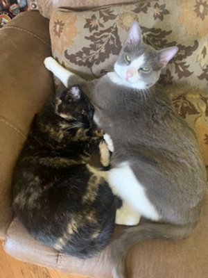 Amber and Gidgit, relaxing and keeping each other cozy. These precious moments of shared comfort and companionship between them highlight the warmth and deep bond they share, creating a scene of pure serenity and heartwarming affection. As therapy an