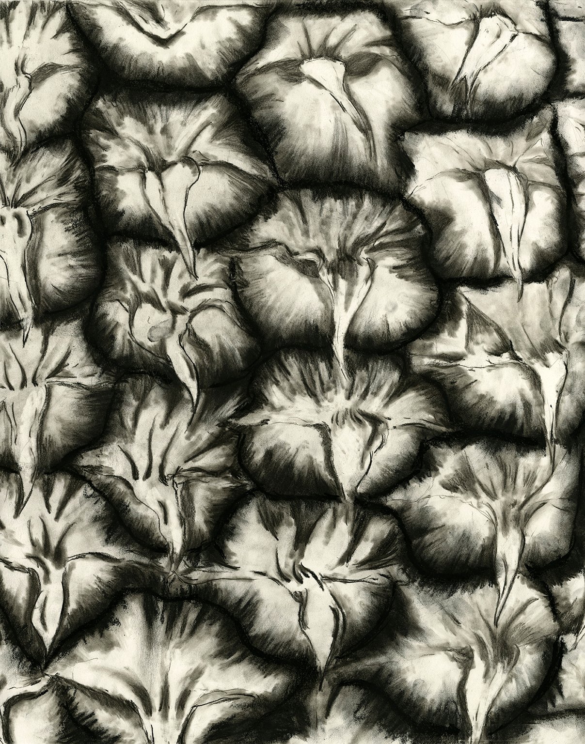 Pineapple, charcoal on paper.