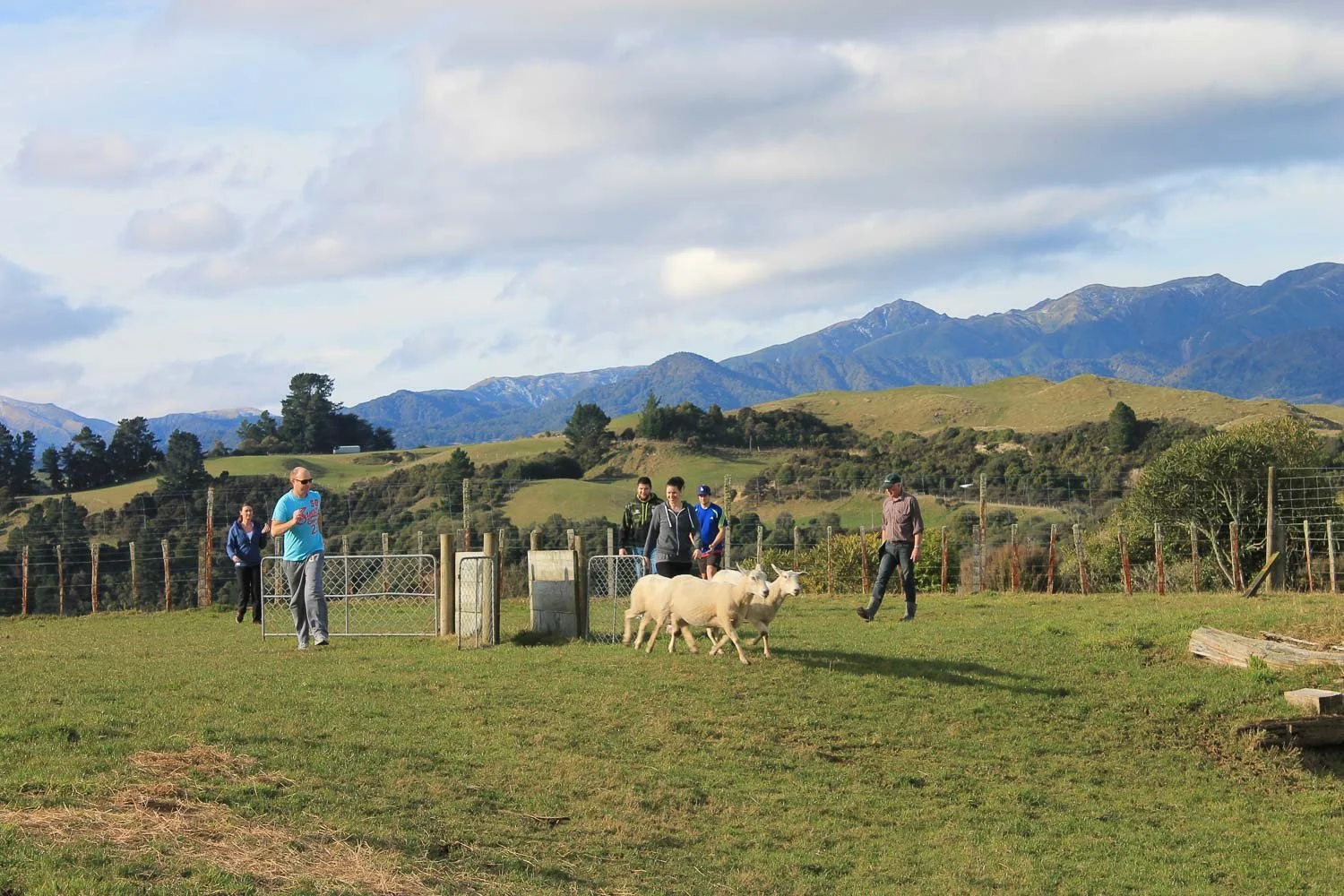 Guests enjoying a team building activity chasing sheep at Makoura lodge conference venue