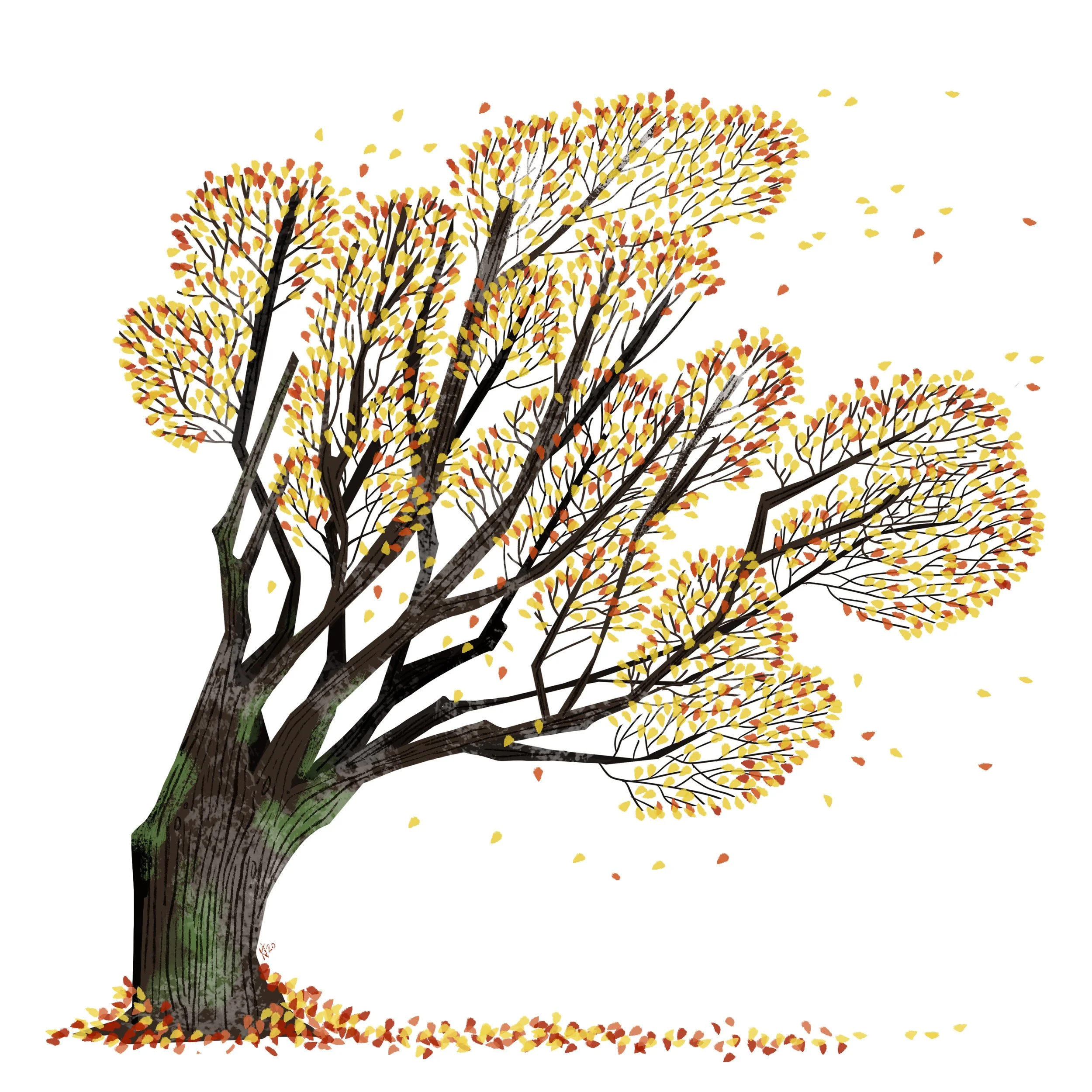 Fall Tree.jpg