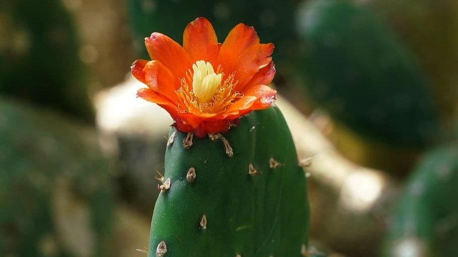 cactus2.jpg