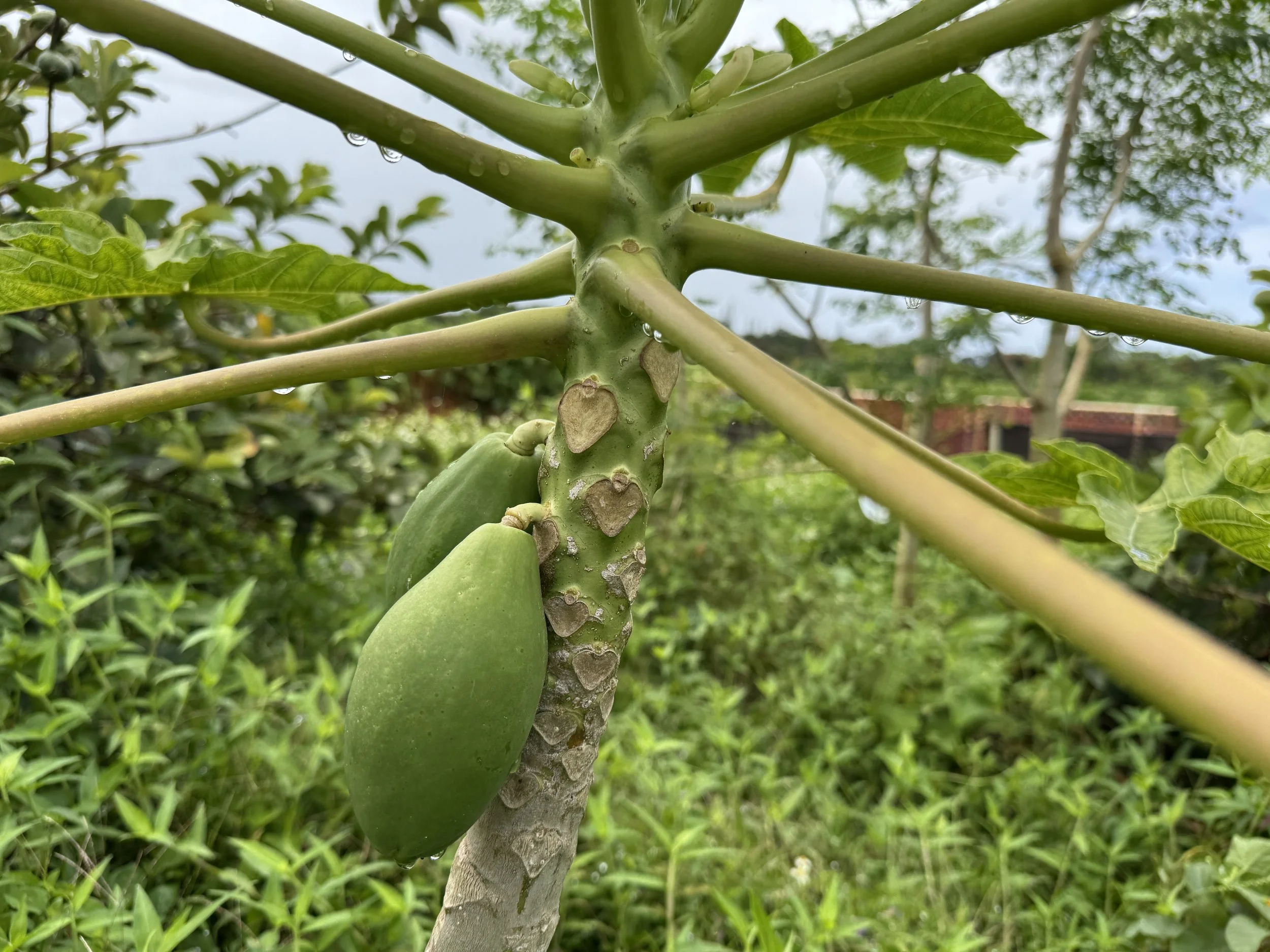 Papaya.jpeg