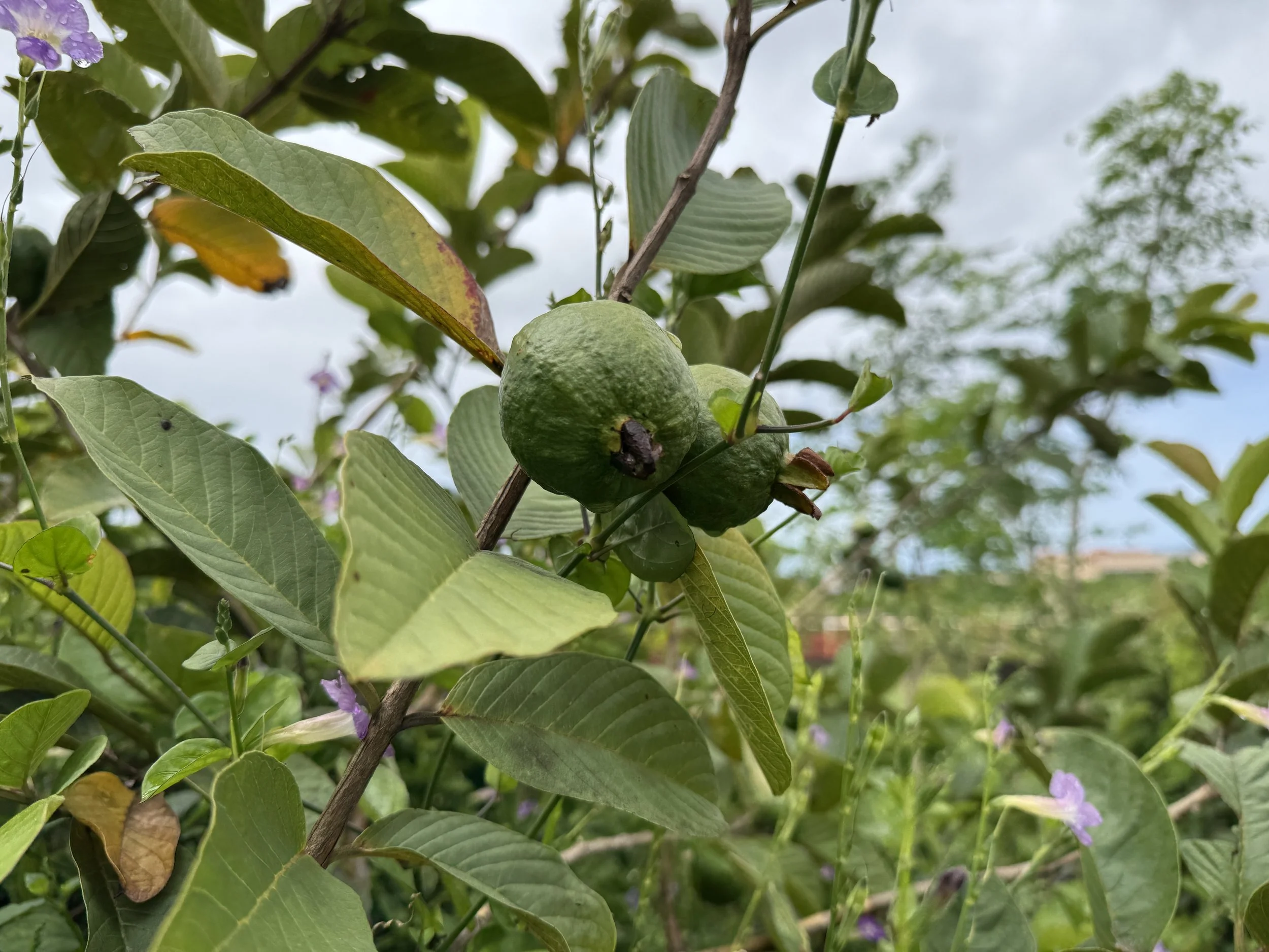 Close-up of Thai Guava.jpeg