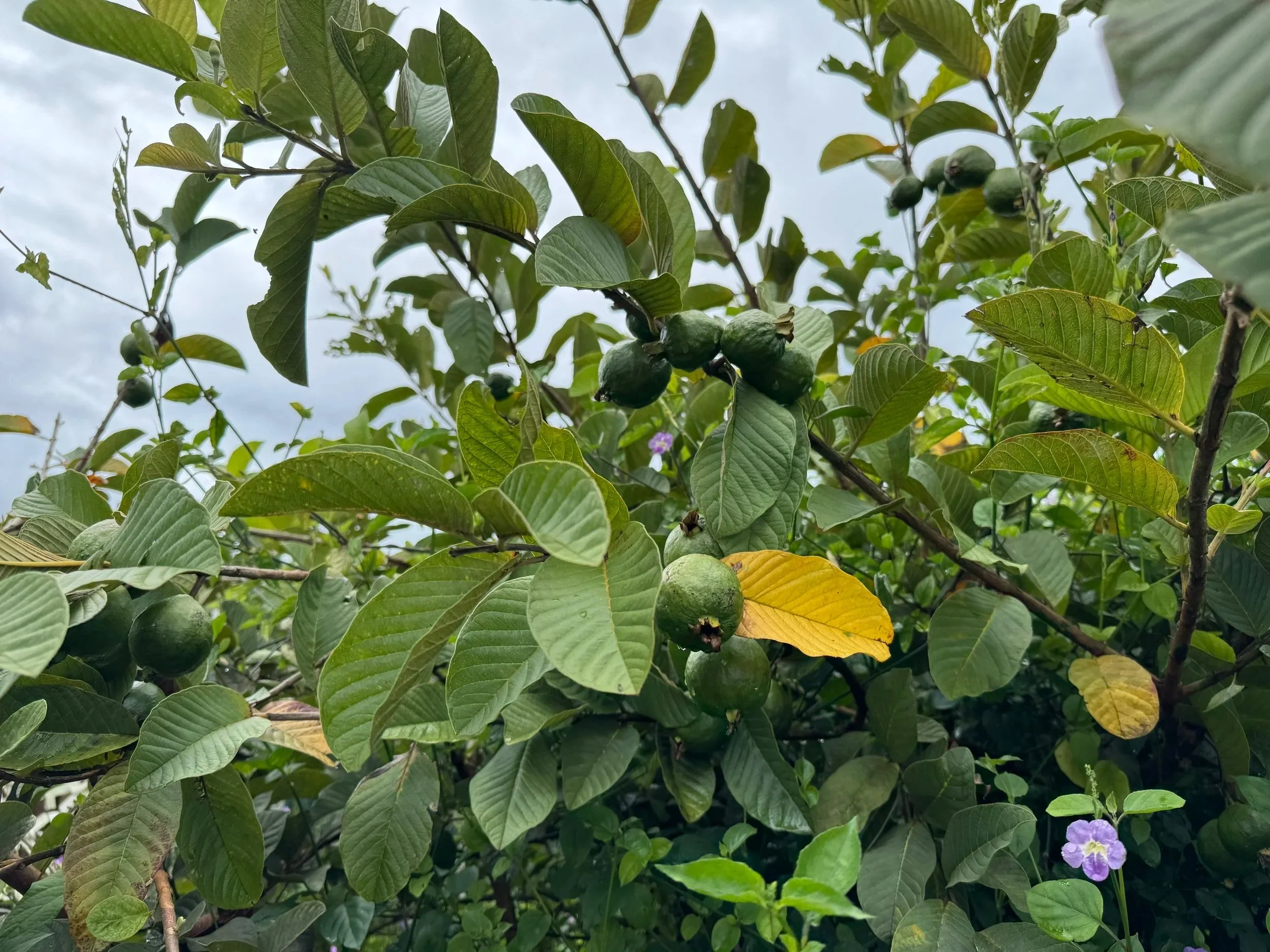 Thai Guava growing in our plot.jpg