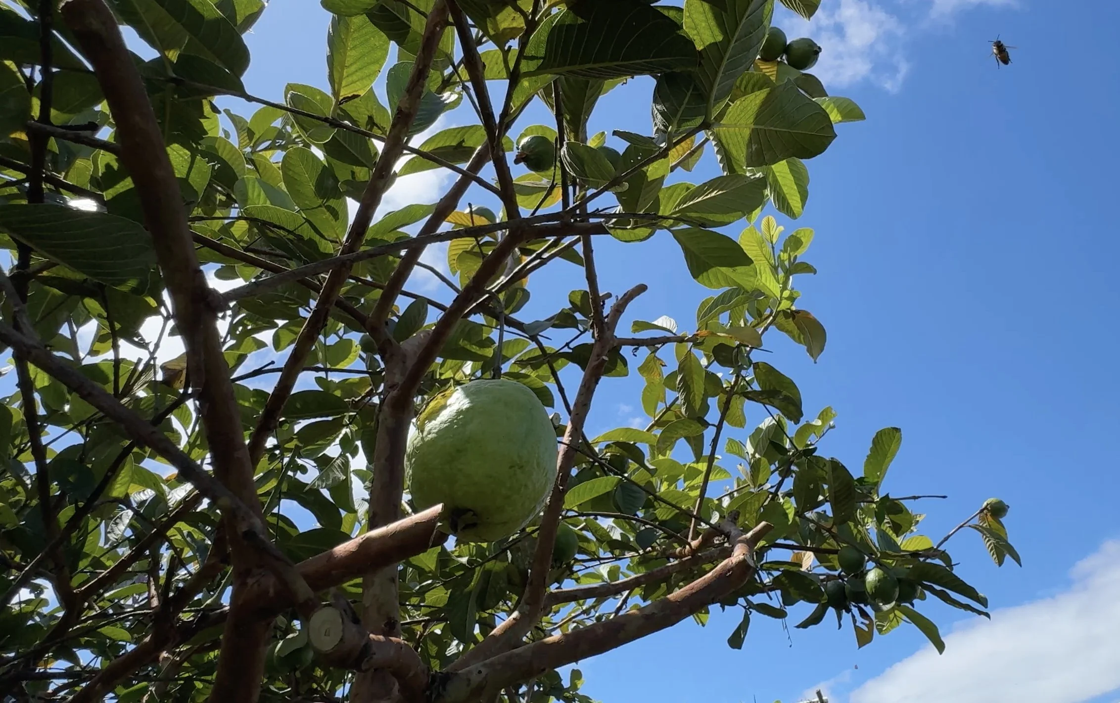 Thai Guava ready to harvest.jpeg