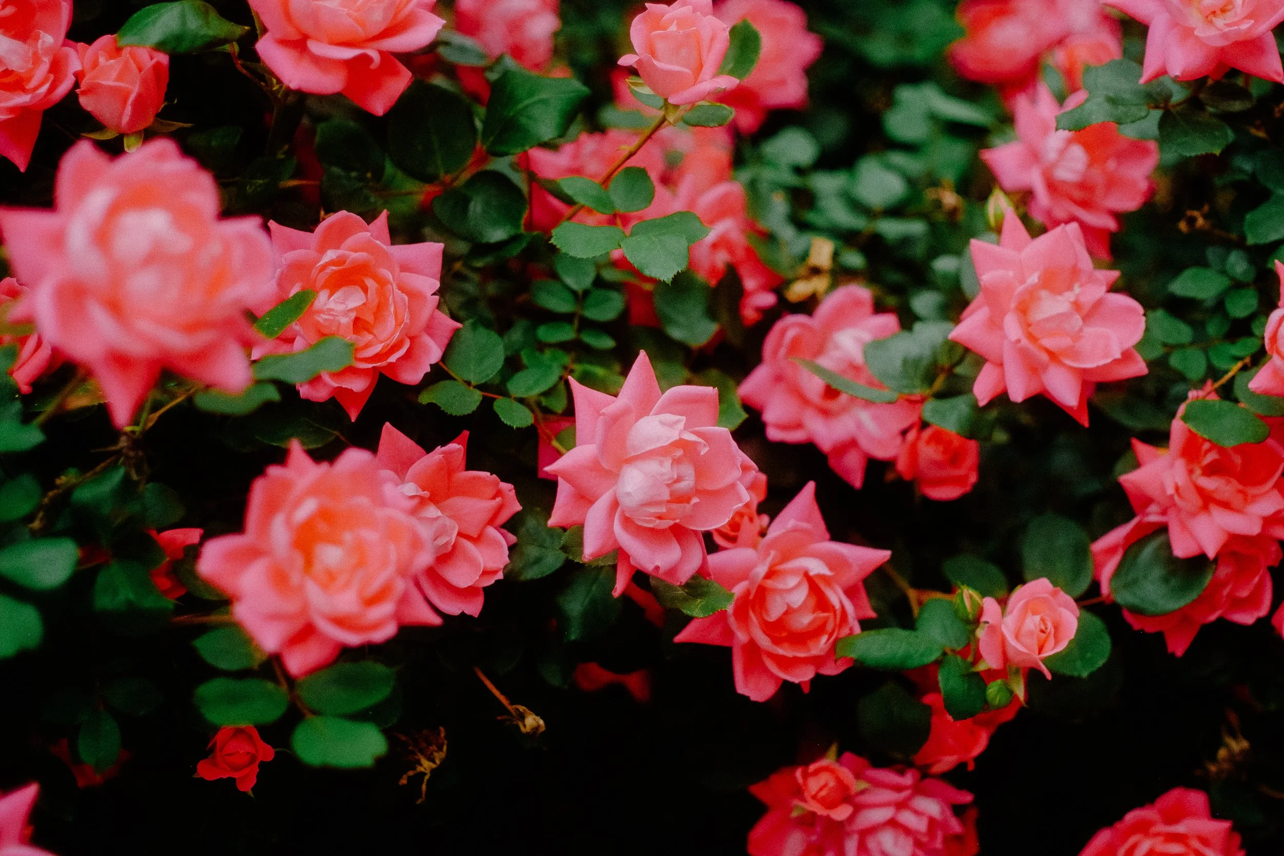 DSCF9500.jpg