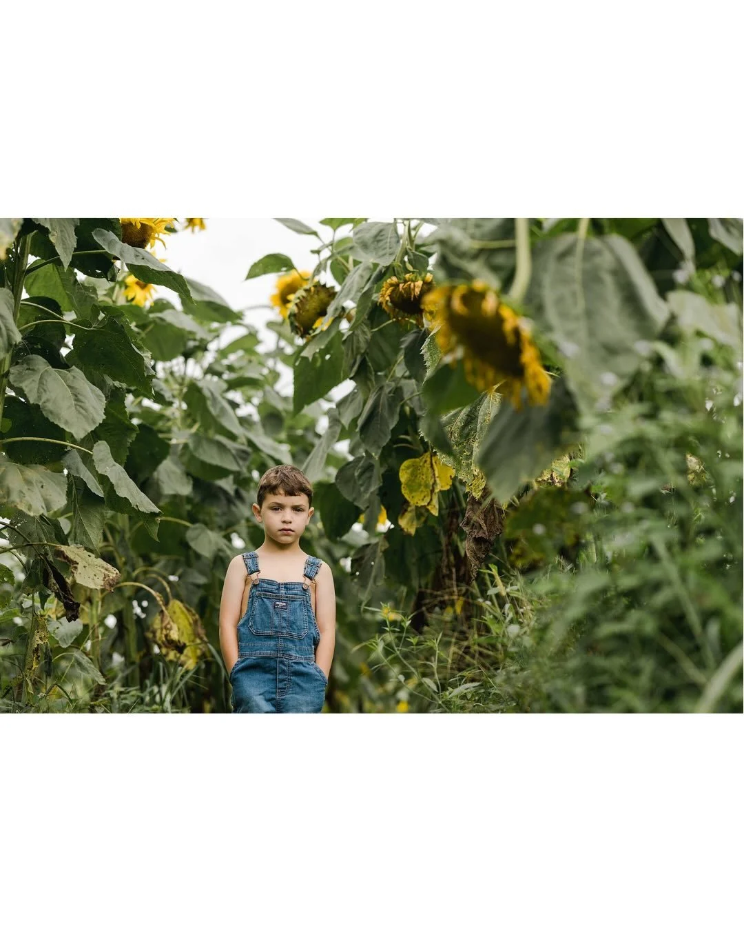 Long live boyhood. My dad kept my radio flyer as a child and brought it up to my house for my boys 30+ years later. They loved the wagon and running barefoot through @seedandsunblooms. The Mammoth Sunflowers were their favorite. Go follow her page! #