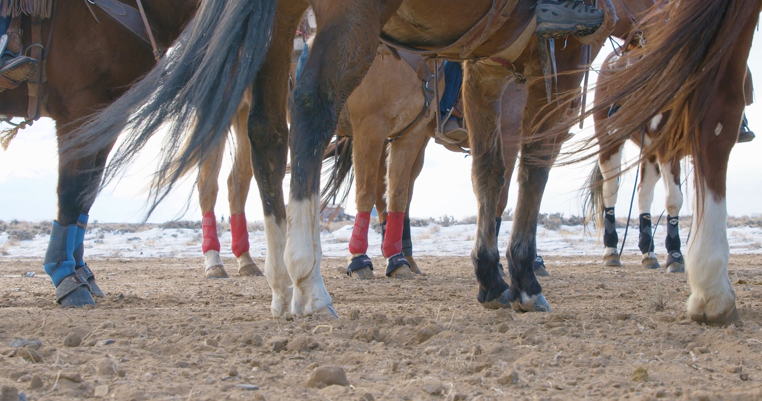 Close-up of horses' legs wearing protective boots on dirt ground