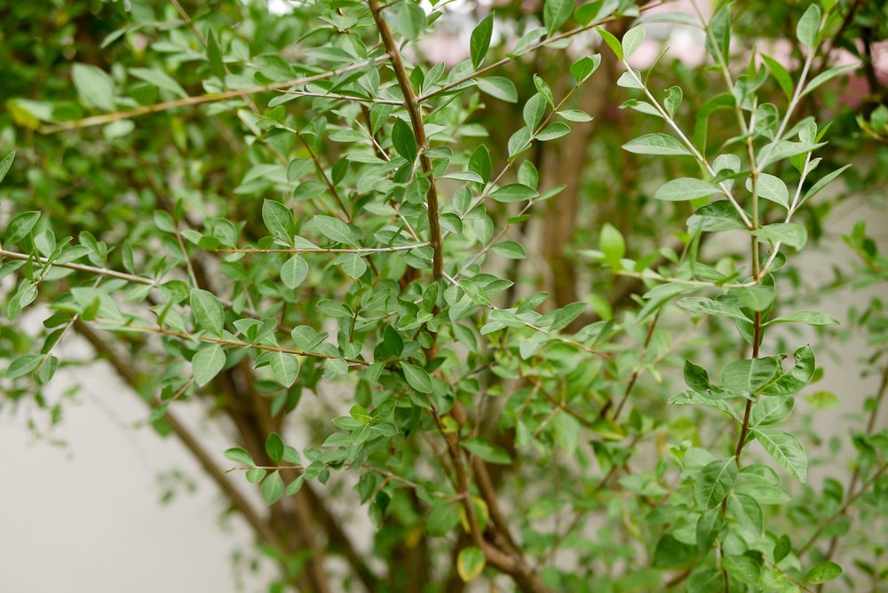 Henna leaves