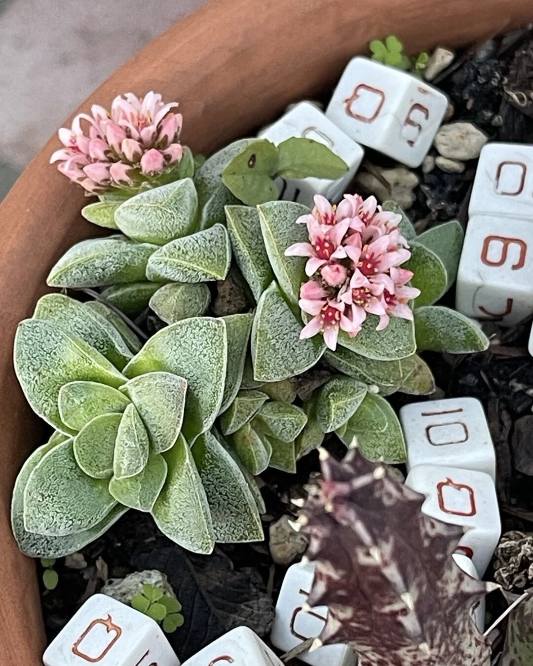 The baby cactus at ElZapatoSB.com are happy with the rain !