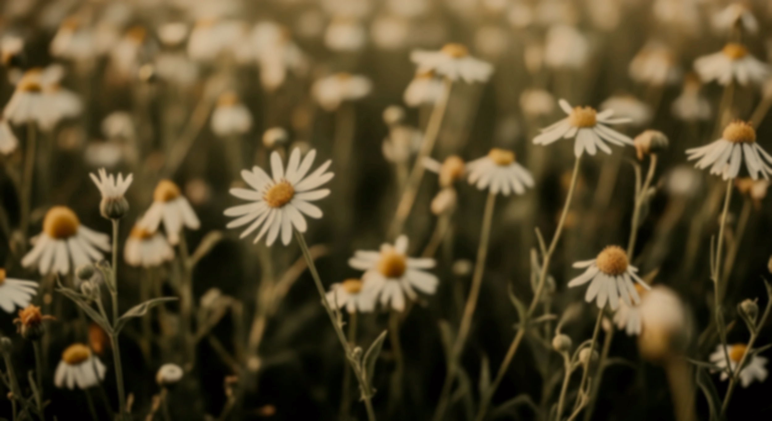 A field of blooming daisies with white petals and yellow centers under warm lighting.