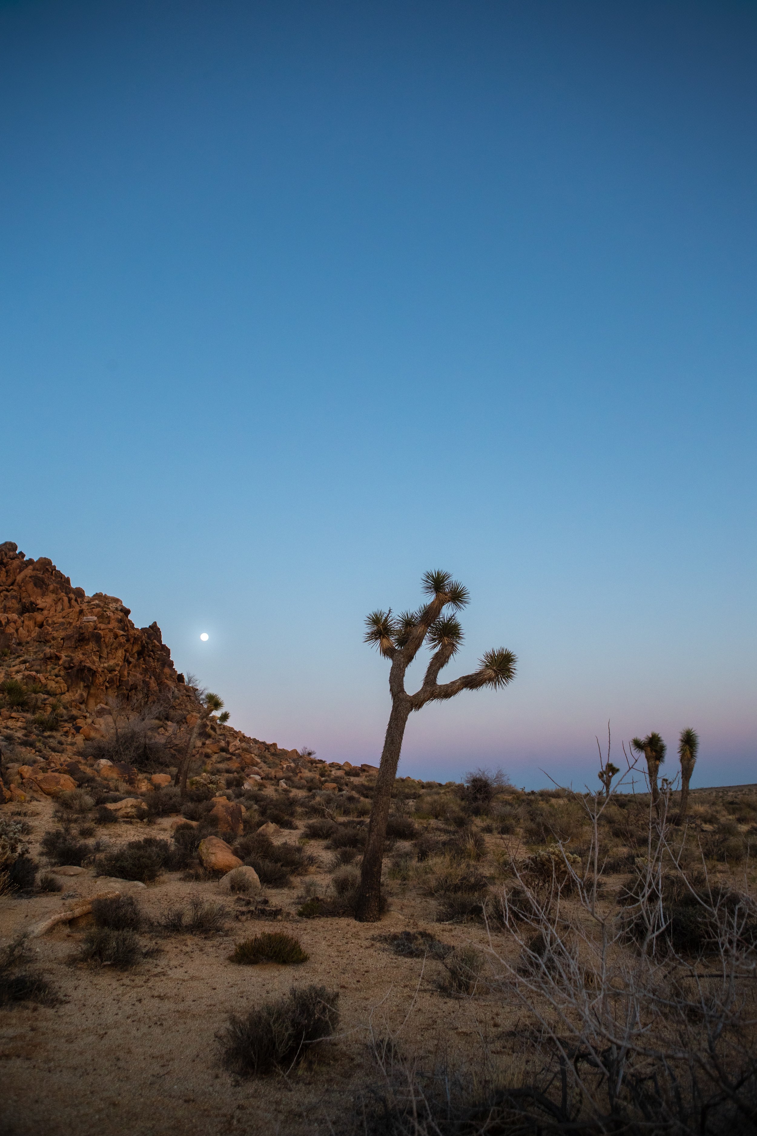 PRINT_JoshuaTree_40I5369.jpg