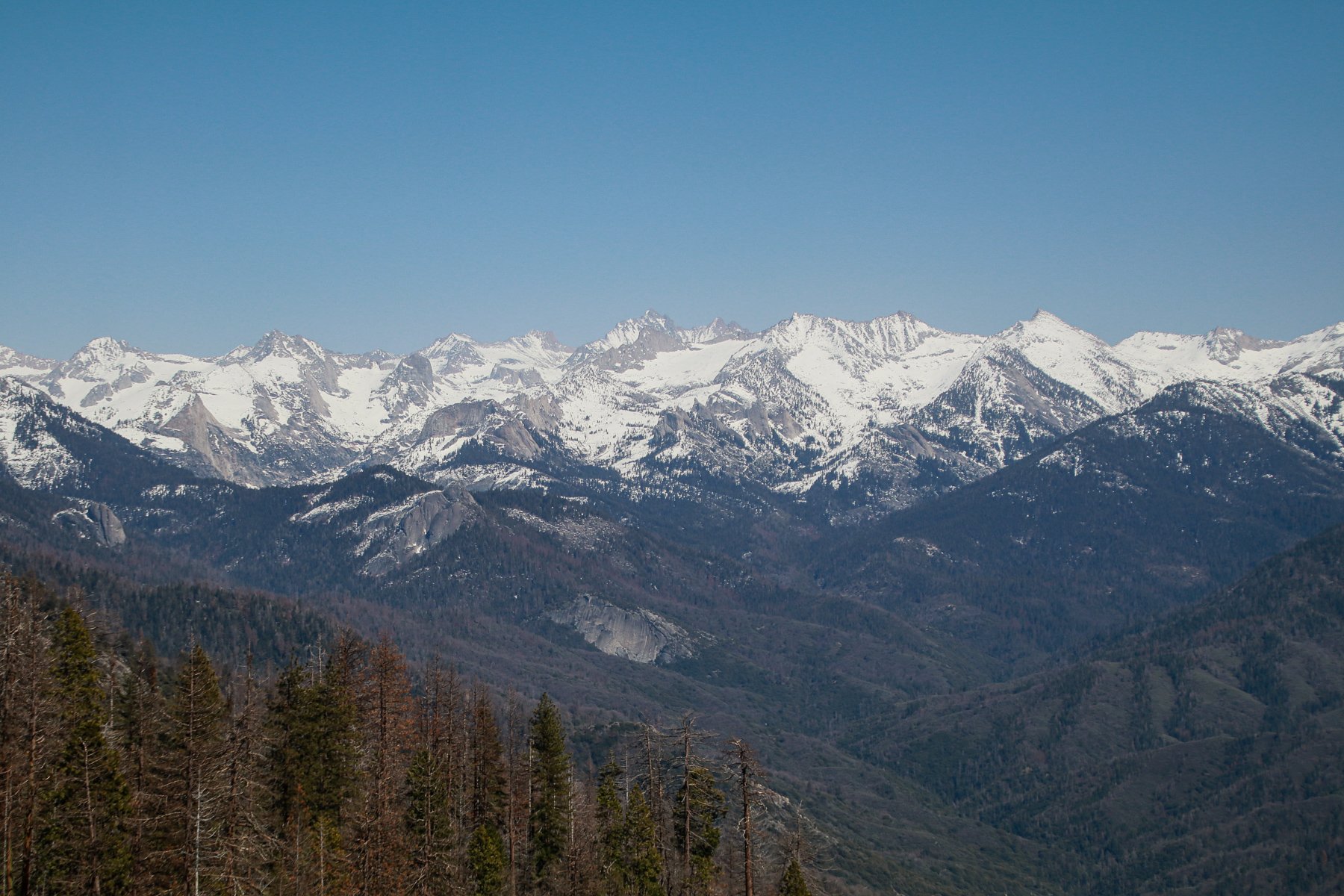 20-CA-sequoia47.jpg