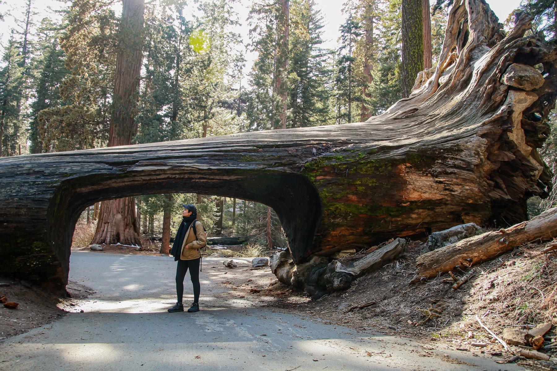 20-CA-sequoia72e.jpg