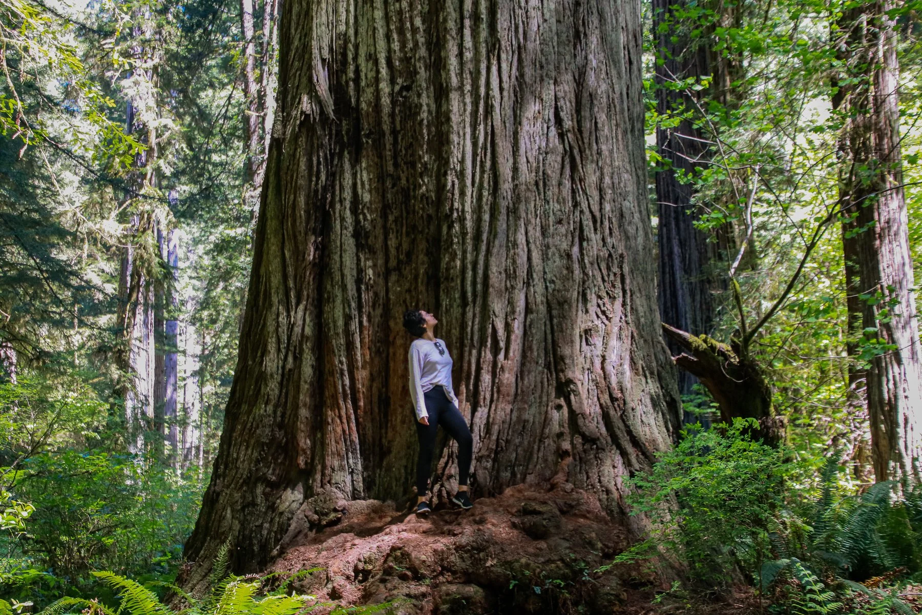 20-CA-redwoods31.jpg