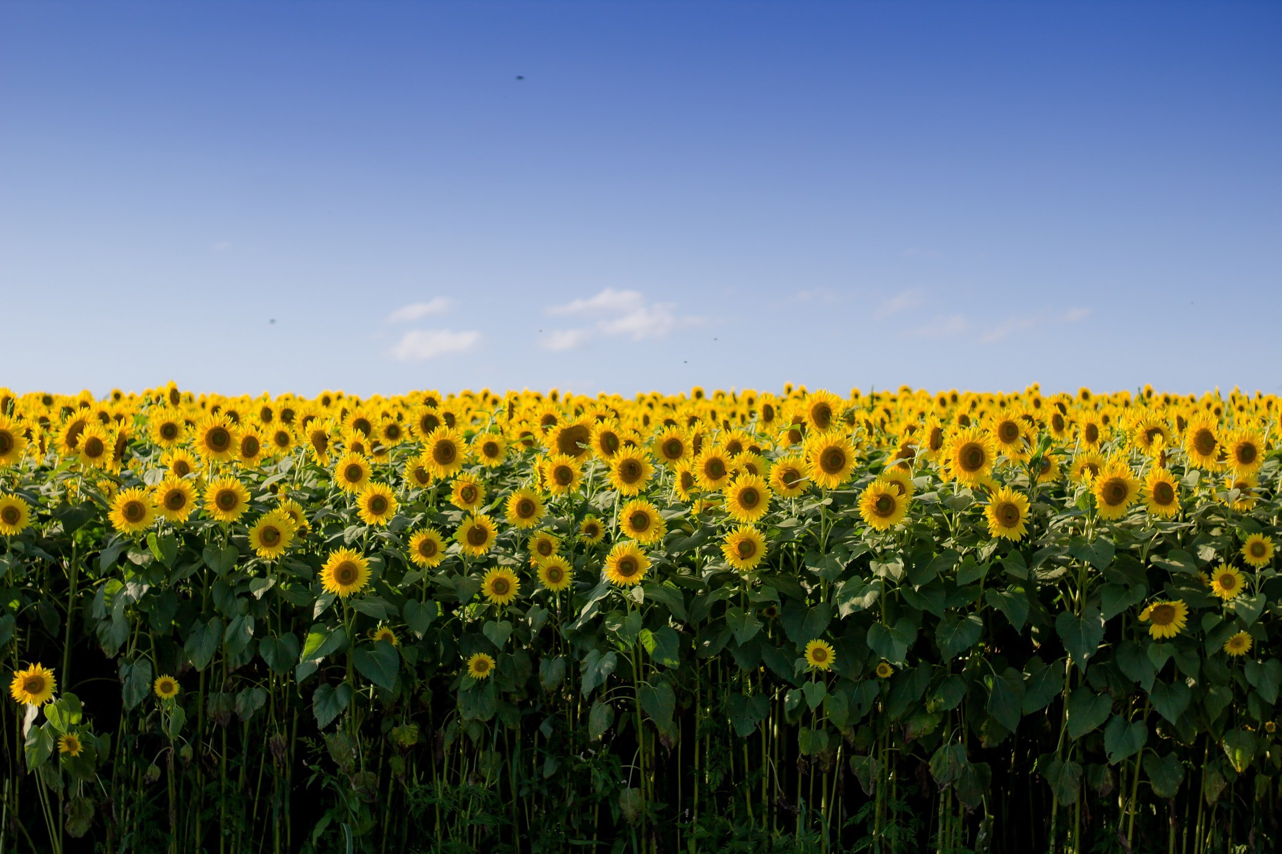 The Hope of Sunflowers