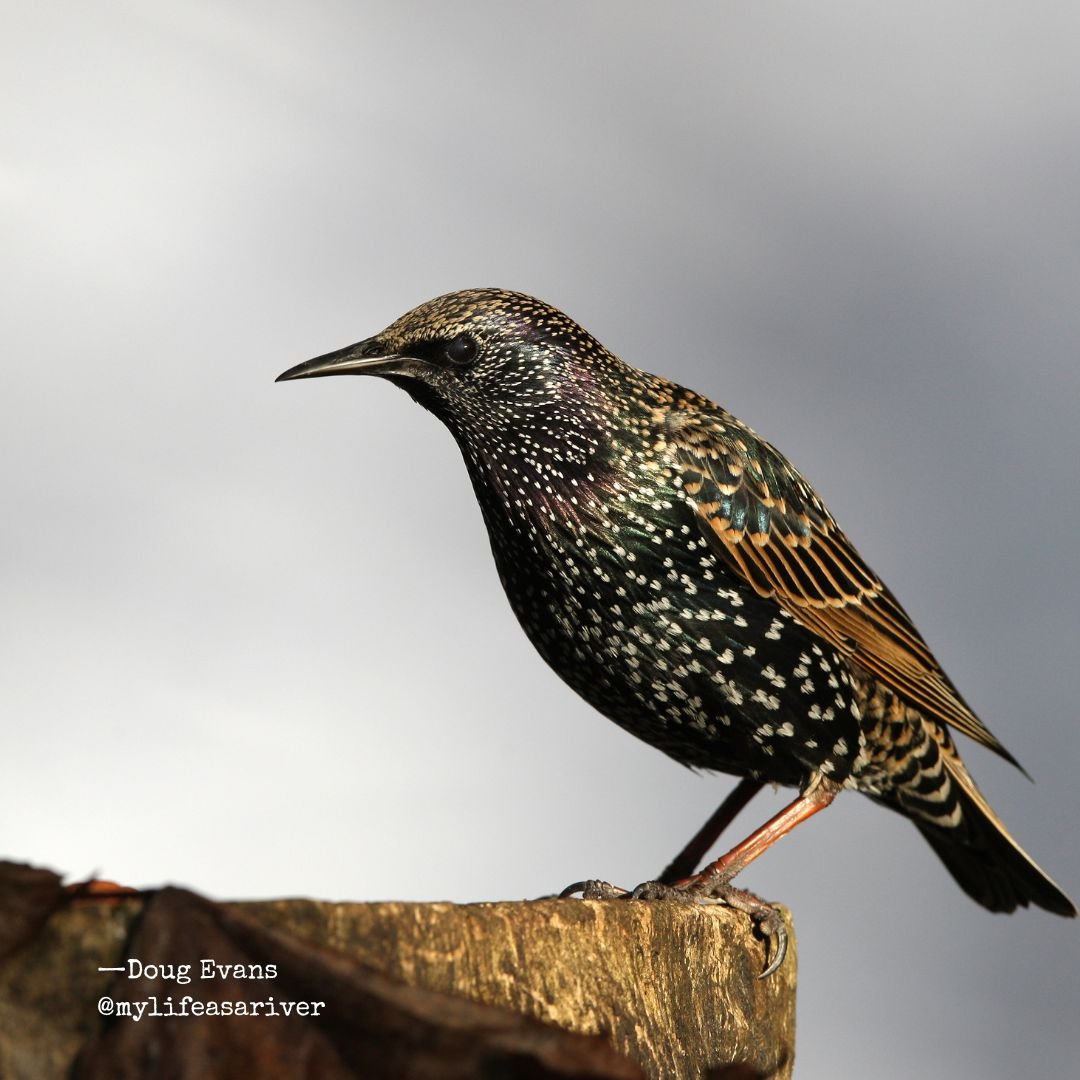 We Are Starlings