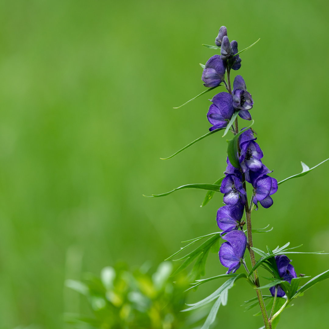 Wolfsbane