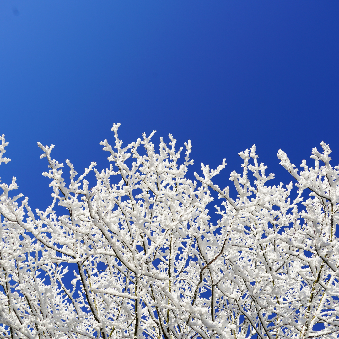 Forgotten Frosts