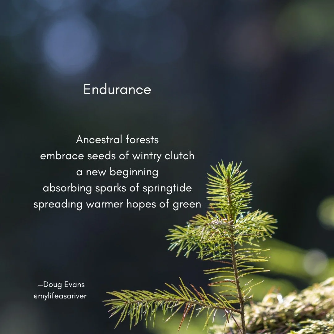 To Zane, a dear friend of mine who taught me patience, to look beyond, and never to give up!
.
.
.
.
#endure 
#poeticreveries_&nbsp;
#cosmosofwriters
#writersnetwork
#poets
#poetsofinstagram&nbsp;
#igpoetry
#poetry&nbsp;
#poetryofinstagram&nbsp;
#poe