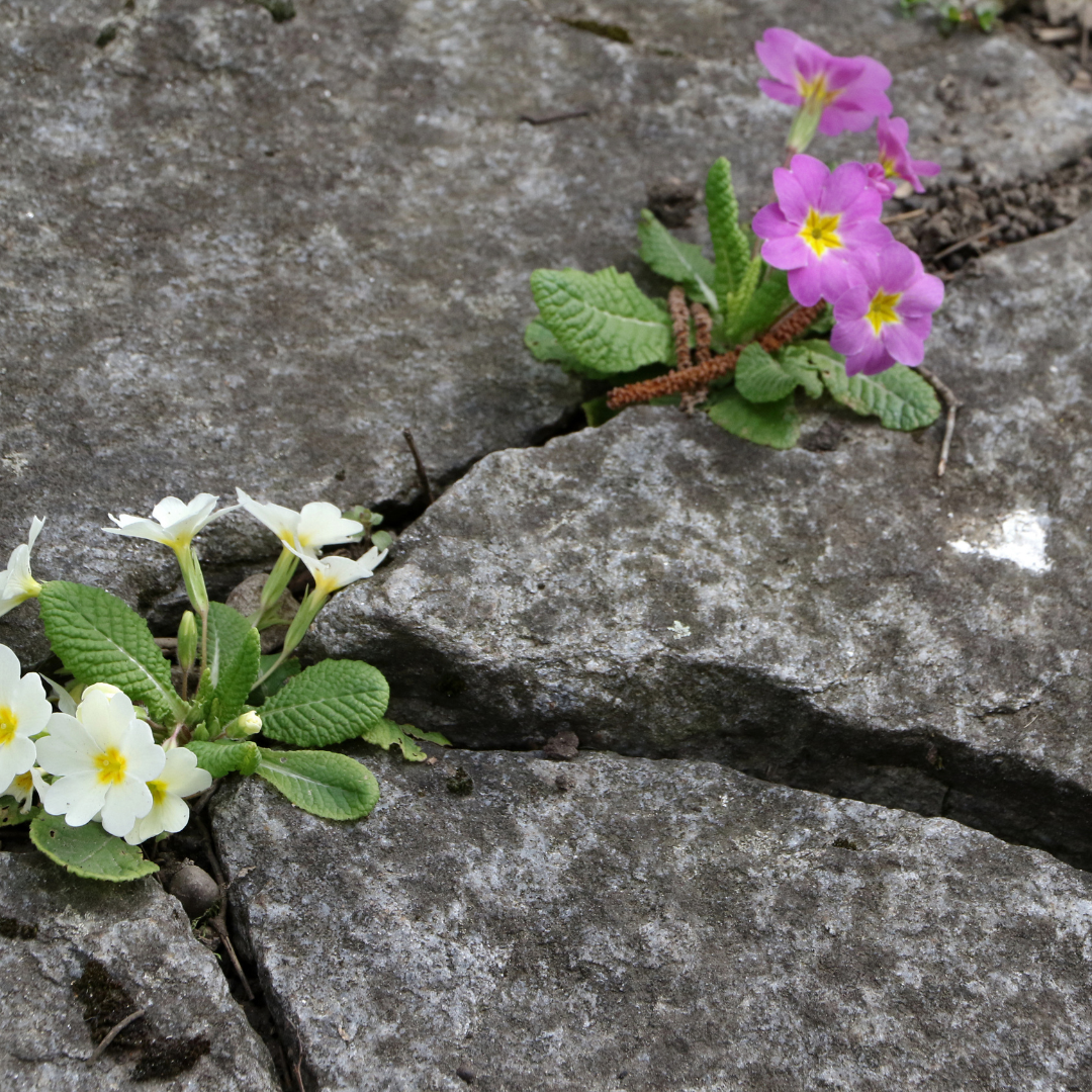 Hallowed Reflections