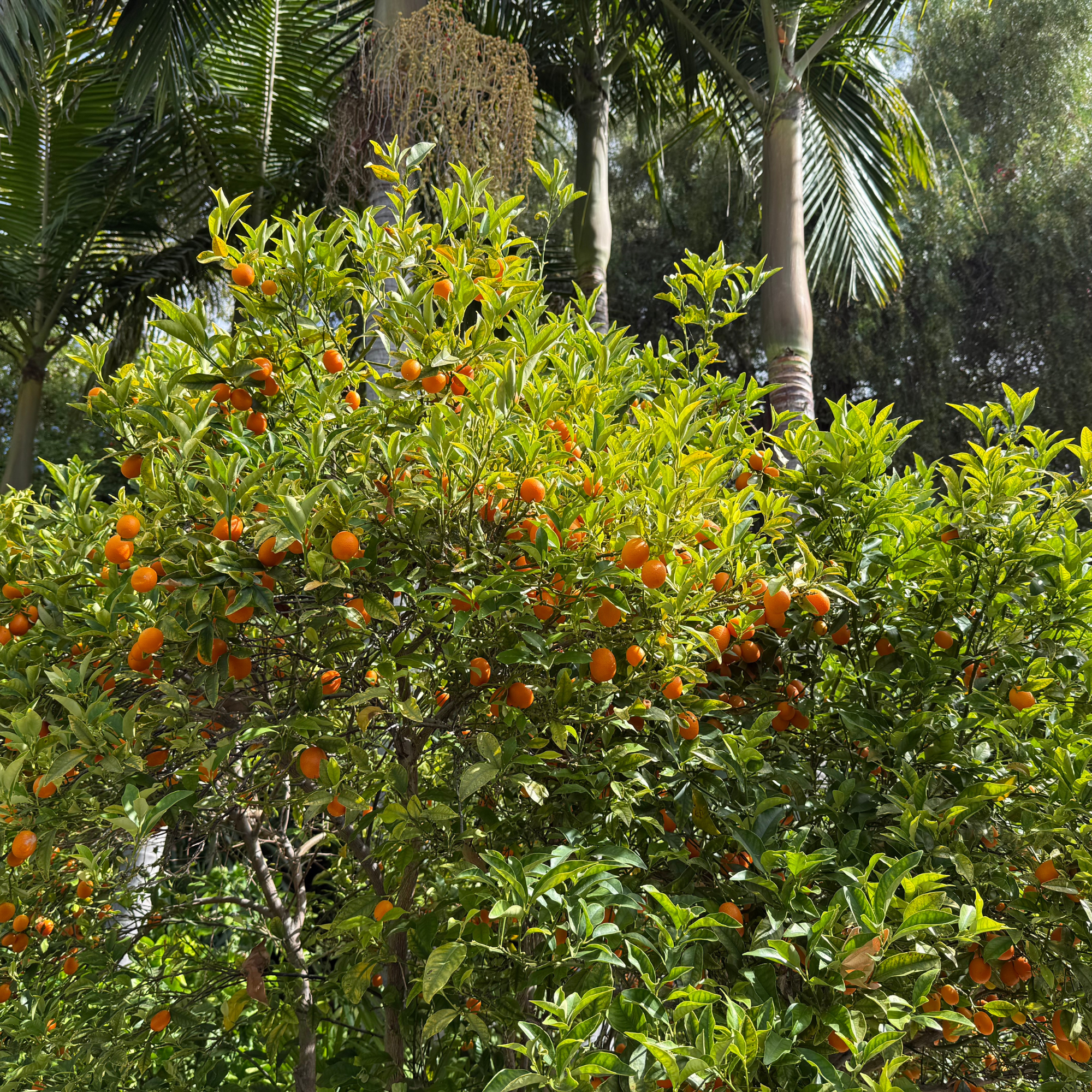Life’s a Kumquat