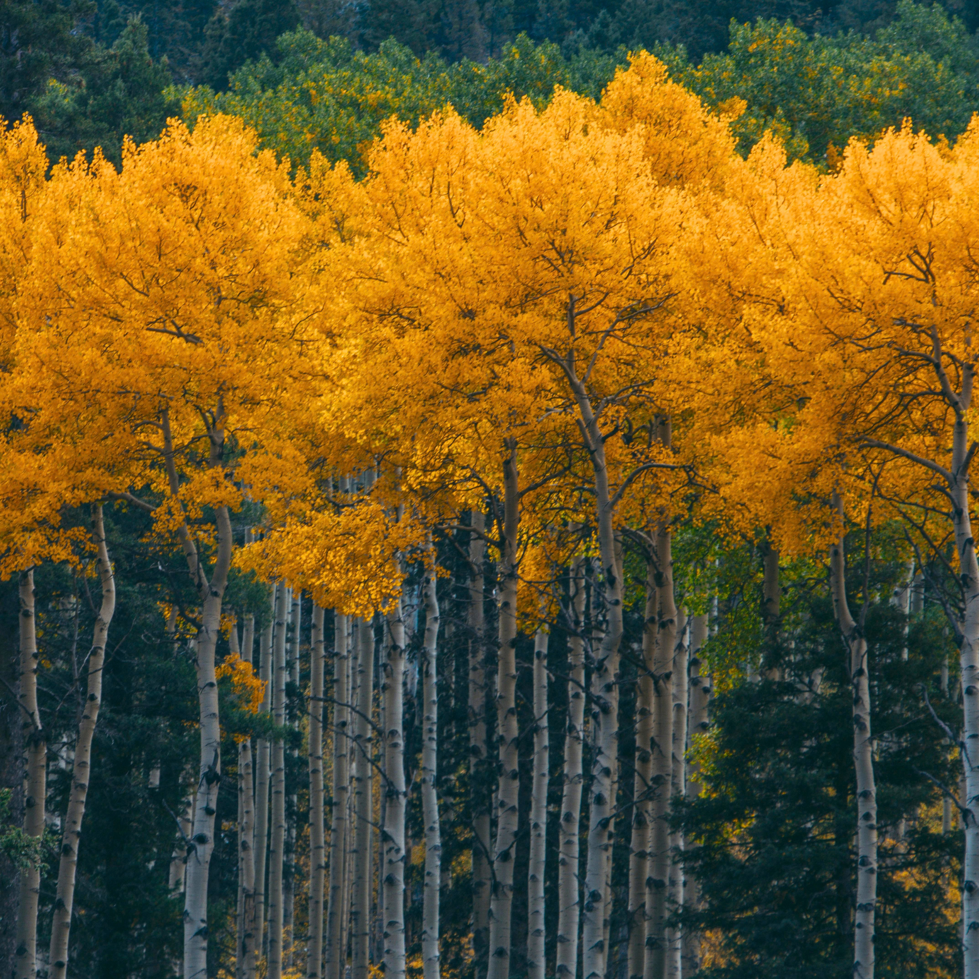 Aspens