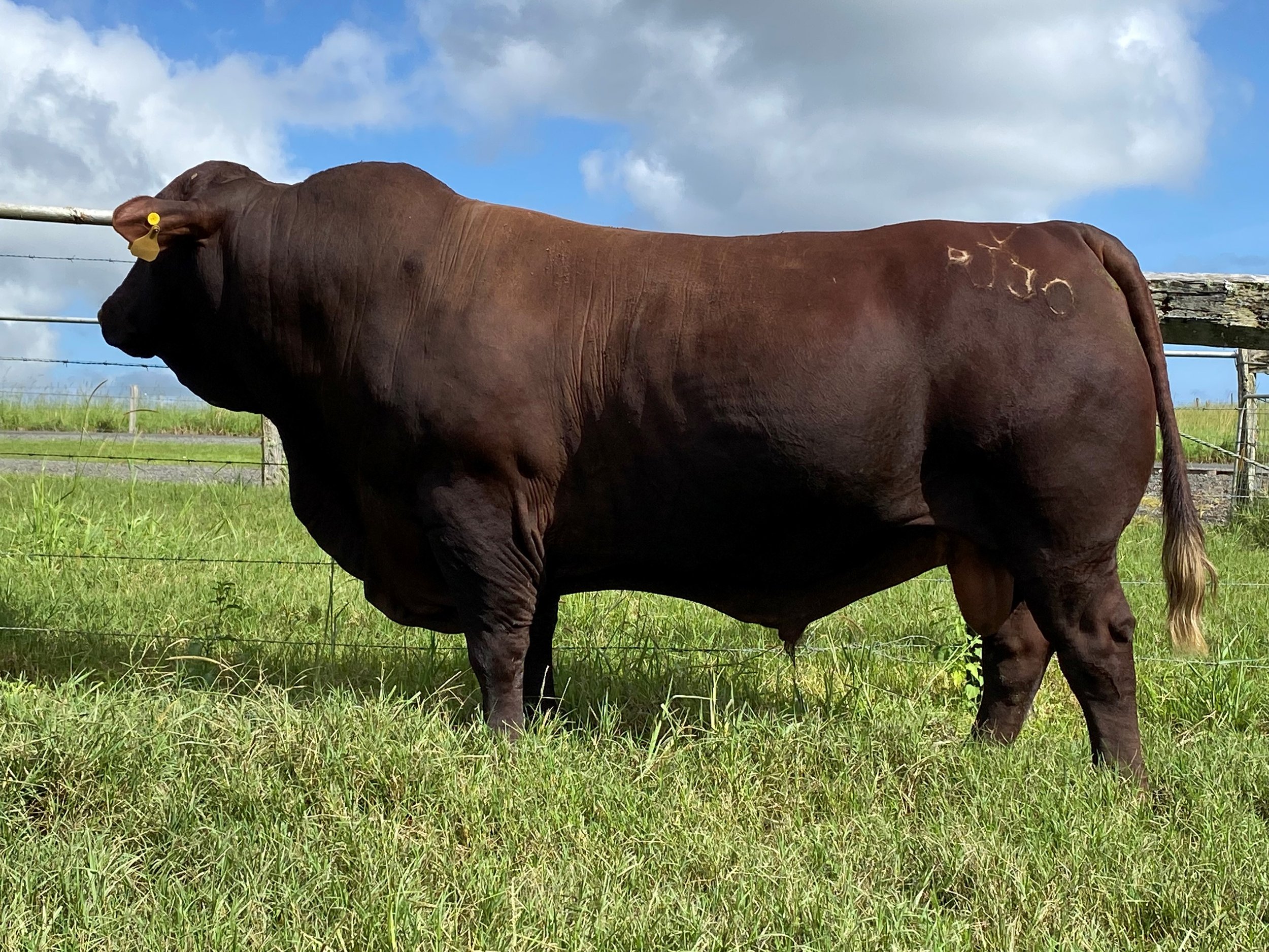 | Santa Gertrudis — Tallangalook Santa Gertrudis, Angus & Shorthorns