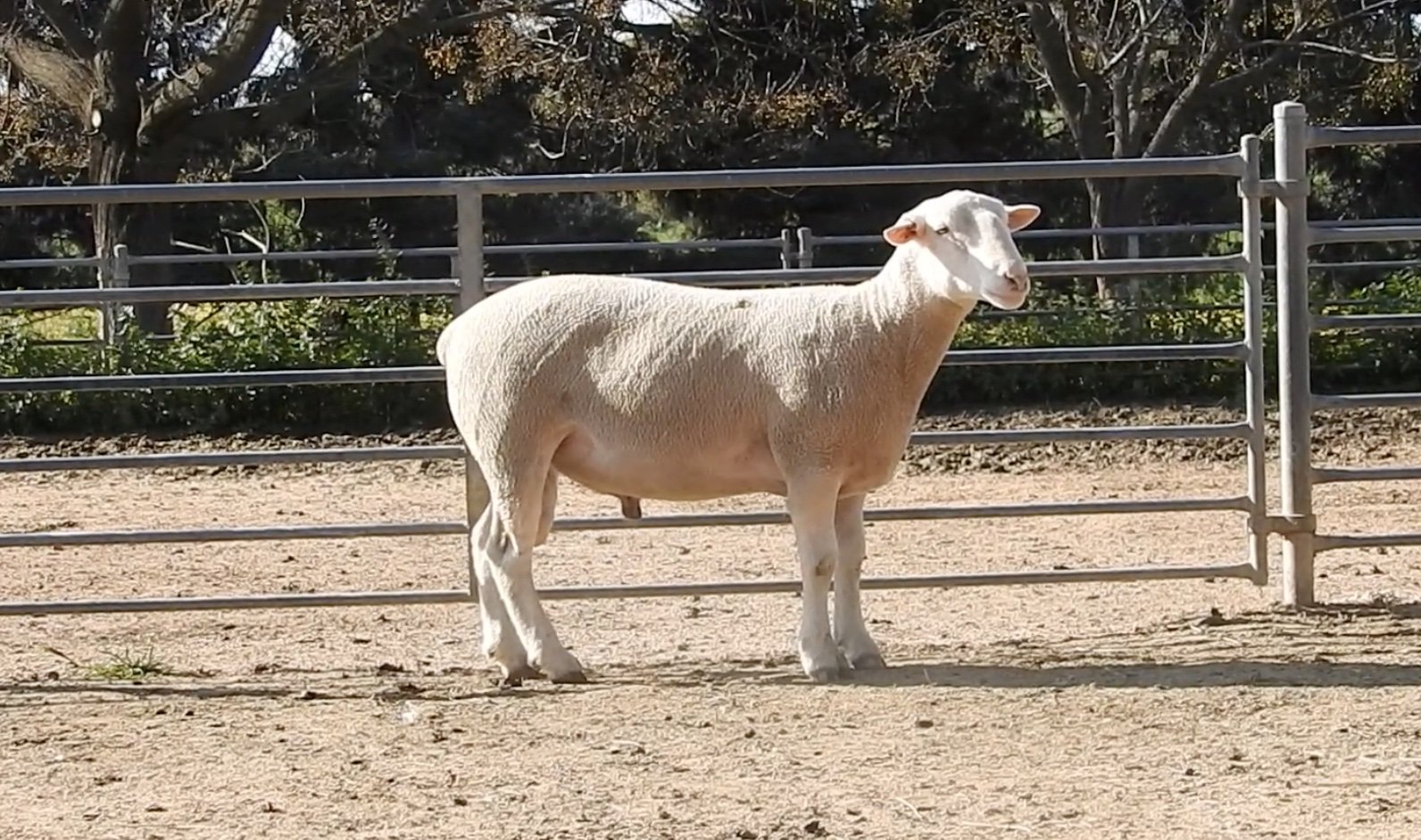 Lot 39 Tag No 412.jpg