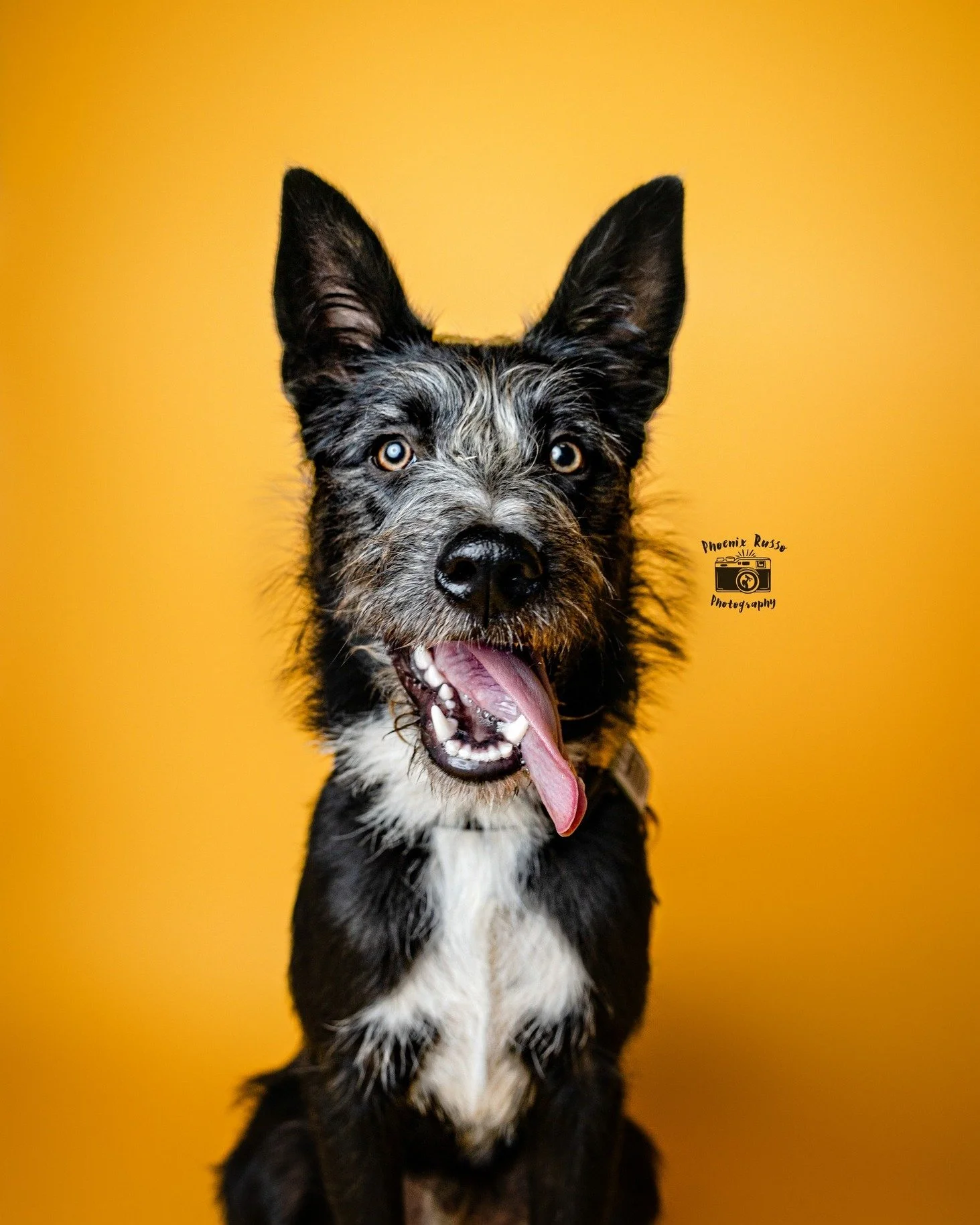 💗OPPORTUNITY ANNOUNCEMENT! 💗

For the next few months, I&rsquo;m opening limited spots for two session types at special pricing, a little seasonal rhythm to welcome new faces, grow our photography family, and support a personal project I&rsquo;m wo