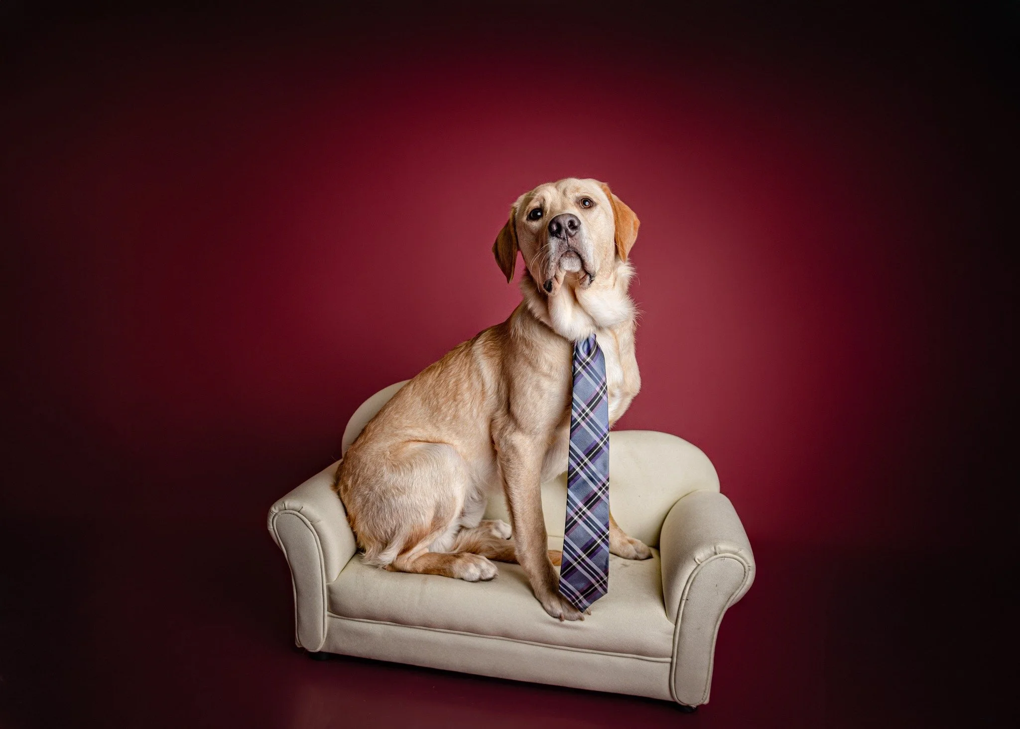 🐾✨ The Pay What You Can Pet Portraits Gallery is now live!
Every face captured holds a story , thank you to everyone who joined this heartfelt project.

https://phoenixrussophotography.shootproof.com/gallery/28431393

📥 If your pet was photographed