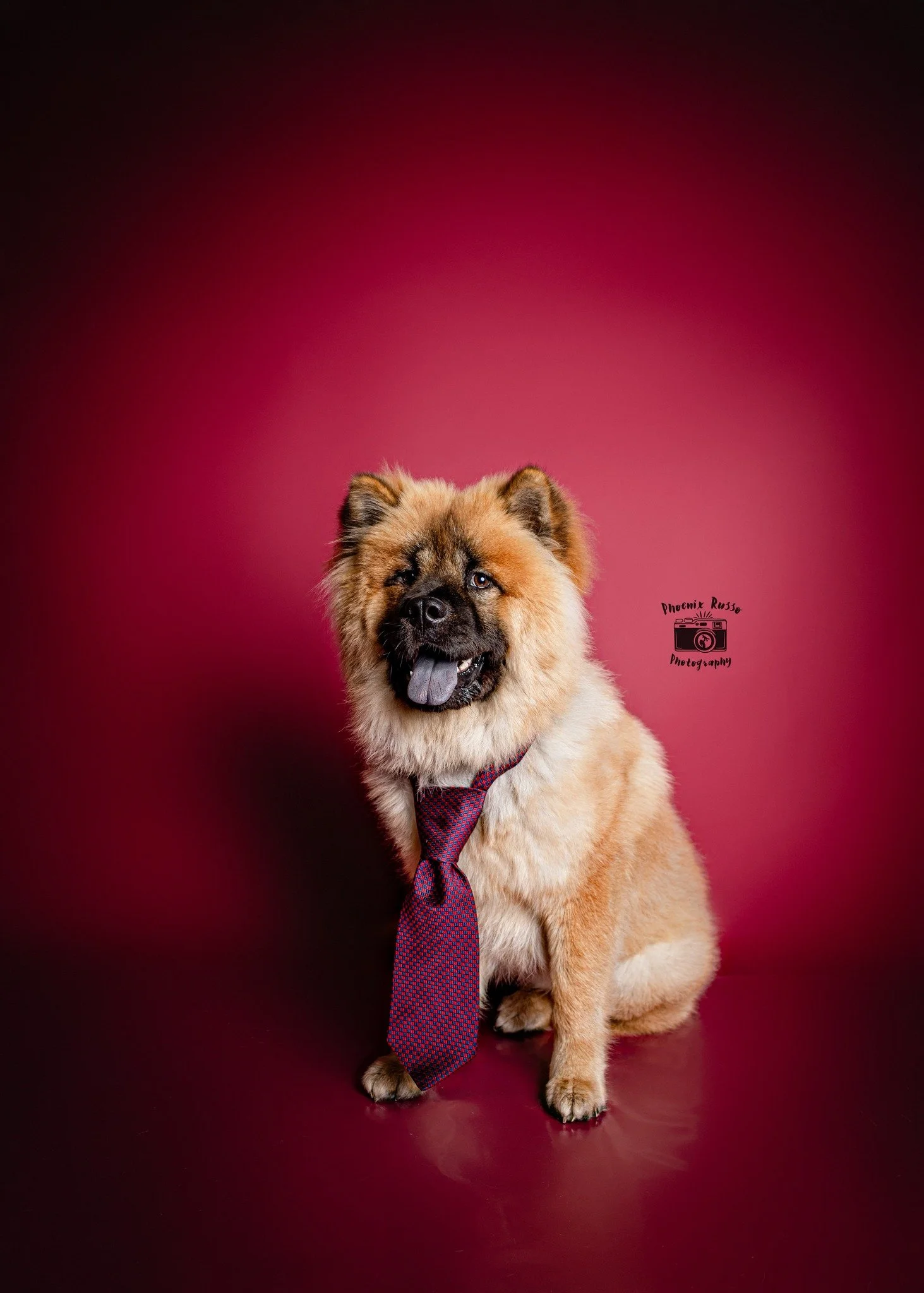 🐾 Pay What You Can Pet Portraits &ndash; Gallery Update! 🐾

I&rsquo;m putting the final touches on our sweet pet portraits gallery and will be sharing it either tonight or tomorrow! These sessions were full of charm, some silly, some soulful and yo